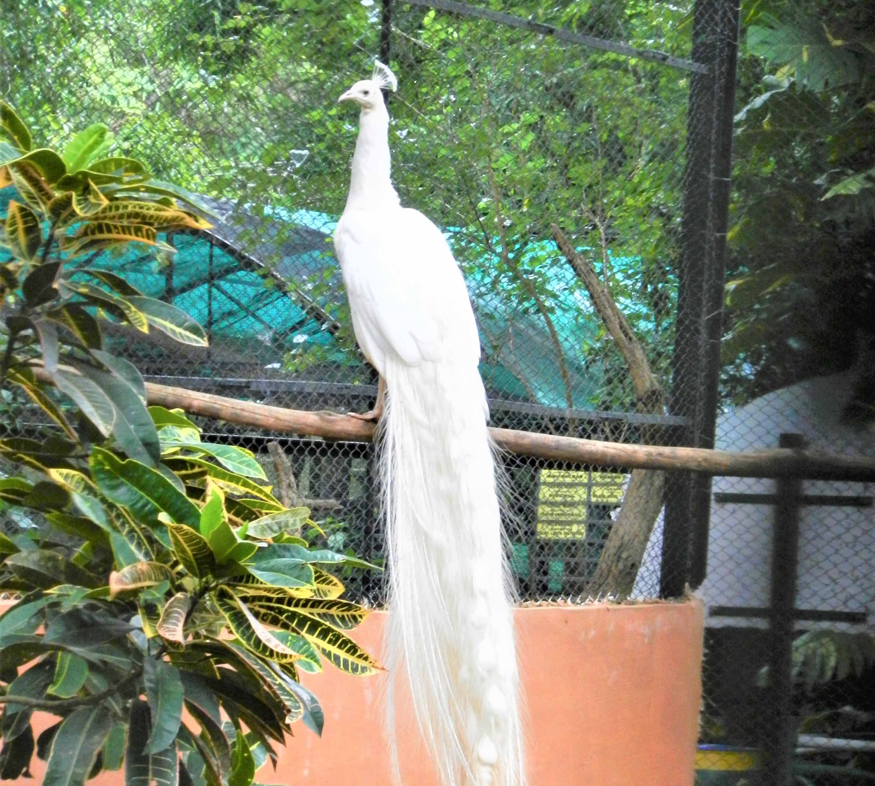 White Peacock